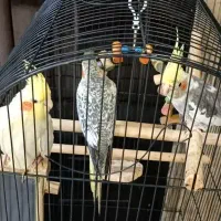 عروس هلندی|پرنده|مشهد, اقبال|دیوار