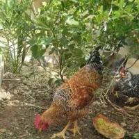 خروس جوان