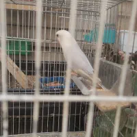کوتوله برزیلی ماده