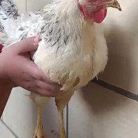 ۵ عدد مرغ تخم گذار یکساله