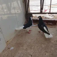 کبوتر