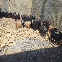 ۷۰عدد بز سرحال و چاق
