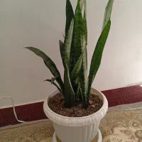 گل زیبا و کاملا سالم