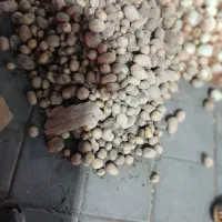 سیب زمینی گوسفندی