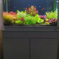 اکواریوم گیاهی پلنت حرفه ای
