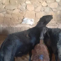 قوچ قره قزل خوشگل