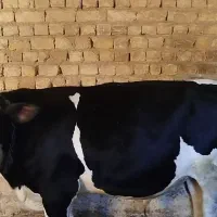 گوساله