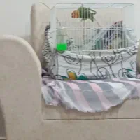 کوتوله برزیلی