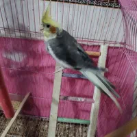 عروس هلندی سخنگو
