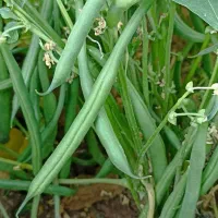 لوبیا سبز