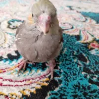 جوجه عروس هلندی سرلاکی