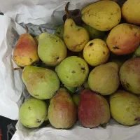 گلابی دم کج