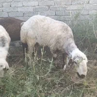 فروش تغلی چاق