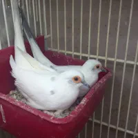 کبوترخانگی