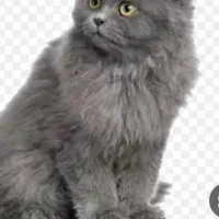 گربه پرشین گمشده