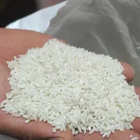 حراج برنج سر لاشه طارم ایرانی در طبرسی شمالی ۳۷