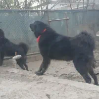 سگ‌ قدرنجونی