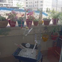 عروس هلندی همراه با قفس و لوازم