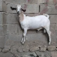کهره نر سومال