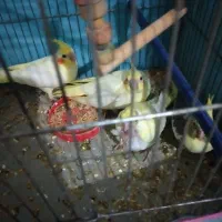 جوجه سرلاکی
