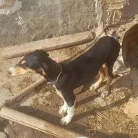 سگ تانجی|سگ|حمیل, |دیوار