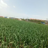 کارکشاورزی
