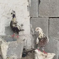 دوجفت کبوتر