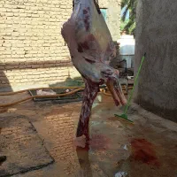 قربانی و ذبح حلال گوشت