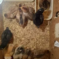 ساخت دستگاه جوجهکشی نیمهاتومات و تماماتومات
