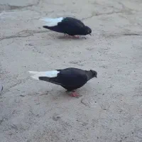 نرو ماده به شرط سالمی وتخم  وجوجه