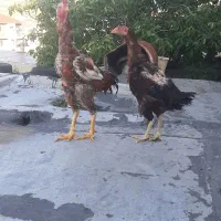 مرغ و خروس لاری