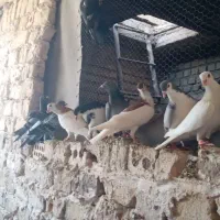 ۱۳تاکفترپرشی