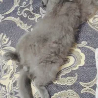 گربه بریتیش گلد رنگ بلو