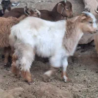 نه عدد کهره