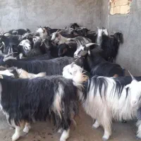 26 جفت بز گوشتی و داشتی نمونه