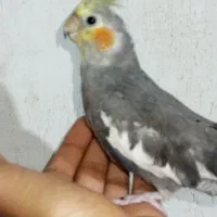 سه عدد عروس هلندی خوب سرحال
