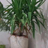 گل و گیاه آپارتمانی معاوضه با فنچ و کبوتر یا لوازم