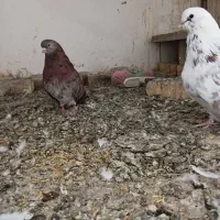 کبوترسرور