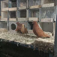 4 عدد کبوتر زرد و سرخ درجه یک