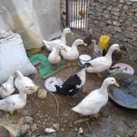 اردک