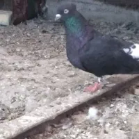جفت اشعل درجه یک