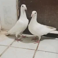جفت کبوتر دورگ عراقی.