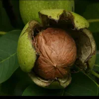 گردو تکان
