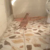جوجه سرخ دمسفید ماده
