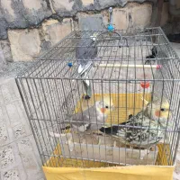 طوطی|پرنده|ایلام, |دیوار