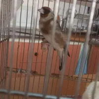 ماده سهره جفتی تازه صاف