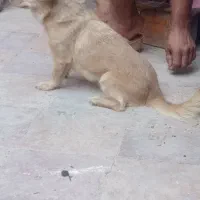 سگ  پا کوتاه
