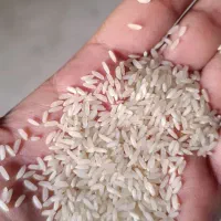 برنج عمده باپته و کدانباری ارسال به سراسرکشور|عمده‌فروشی|شادگان, |دیوار