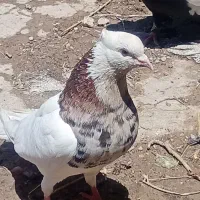 کبوتر|پرنده|کرخه, |دیوار