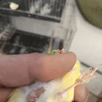 ماده قناری موزاییکی مست مست